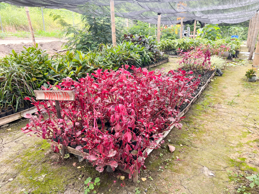 ¿Sabías que las áreas verdes de nuestra ciudad nacen en el Vivero Municipal?